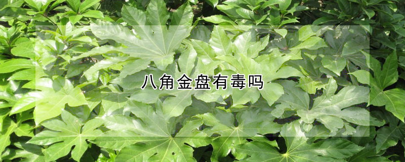 八角金盤有毒嗎