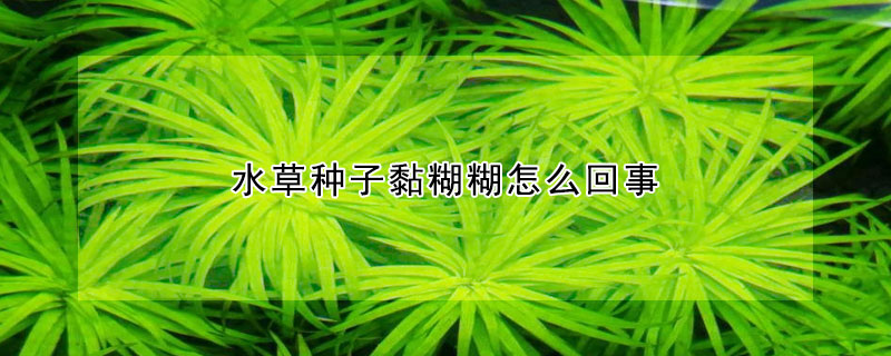 水草種子黏糊糊怎麼回事