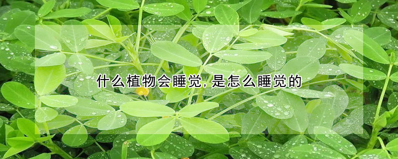 什麼植物會睡覺,是怎麼睡覺的