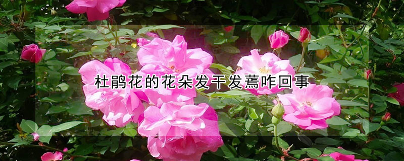 杜鵑花的花朵發幹發蔫咋回事