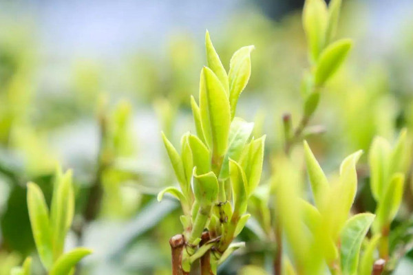 西湖龍井屬於綠茶嗎