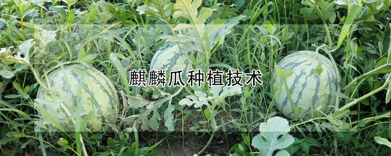 麒麟瓜種植技術