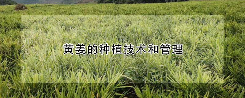 黃薑的種植技術和管理