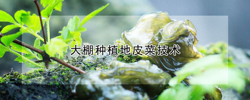 大棚種植地皮菜技術