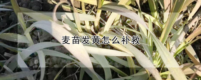 麥苗發黃怎麼補救