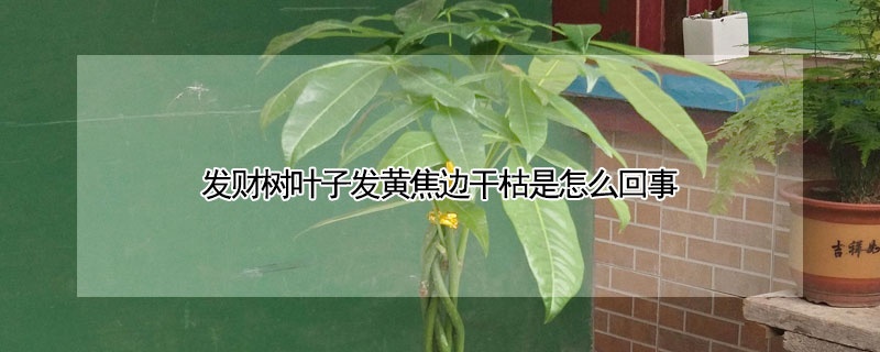 發財樹葉子發黃焦邊幹枯是怎麼回事