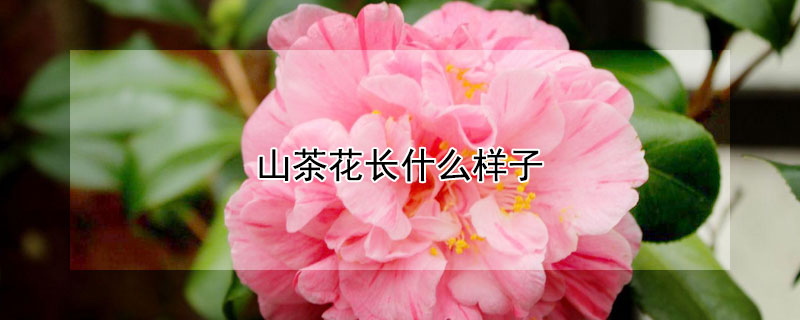 山茶花長什麼樣子