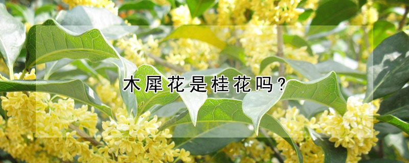 木犀花是桂花嗎?