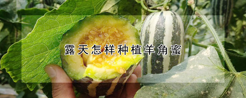 露天怎樣種植羊角蜜