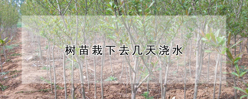 樹苗栽下去幾天澆水