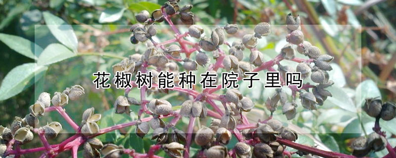 花椒樹能種在院子裏嗎