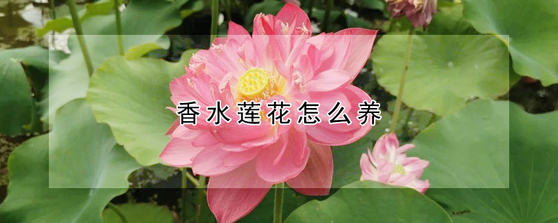 香水蓮花怎麼養