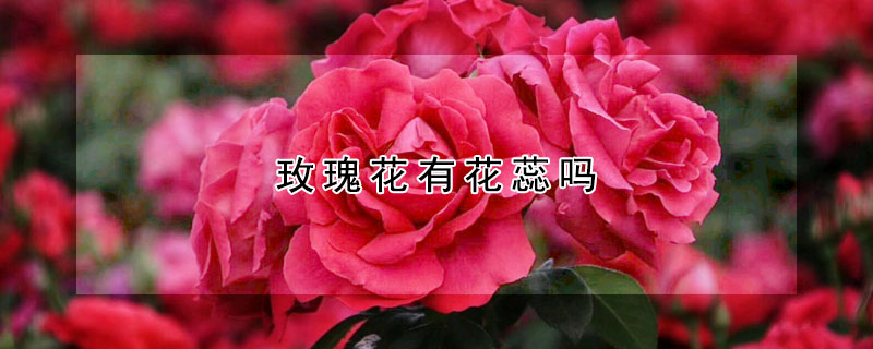 玫瑰花有花蕊嗎