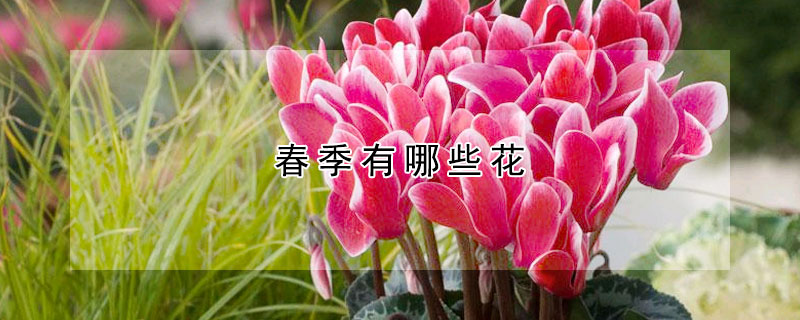 春季有哪些花