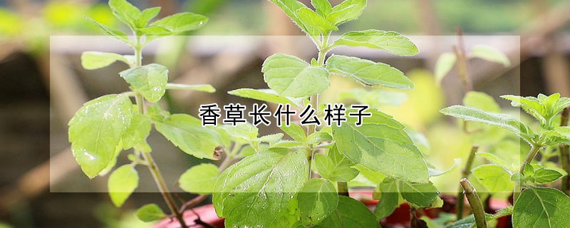 香草長什麼樣子