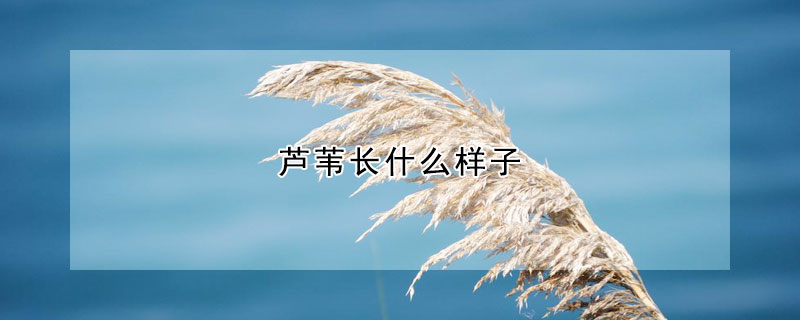 蘆葦長什麼樣子