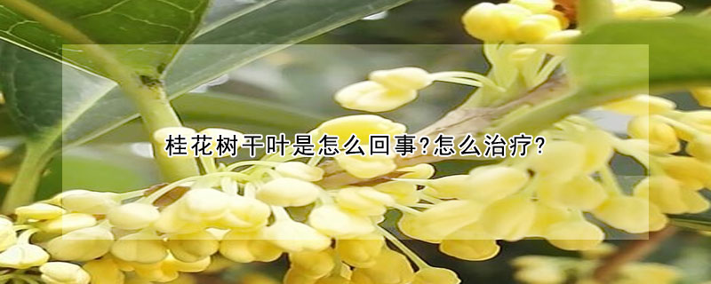 桂花樹幹葉是怎麼回事?怎麼治療?