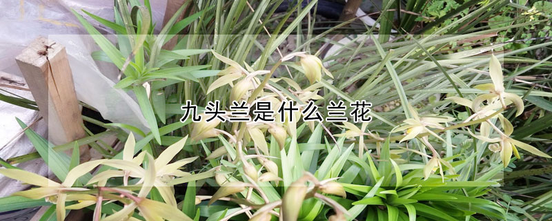 九頭蘭是什麼蘭花