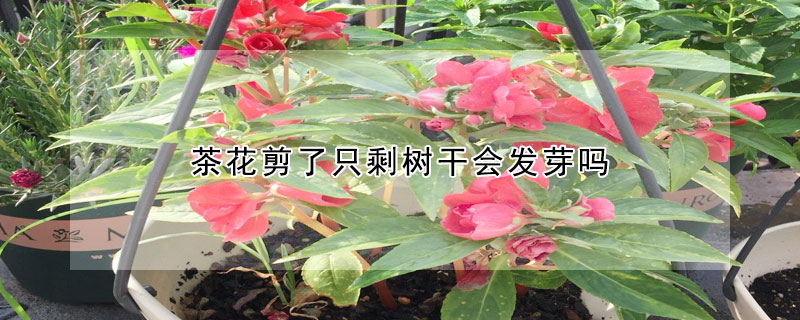 茶花剪了隻剩樹幹會發芽嗎