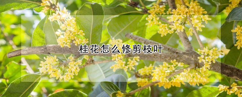 桂花怎麼修剪枝葉