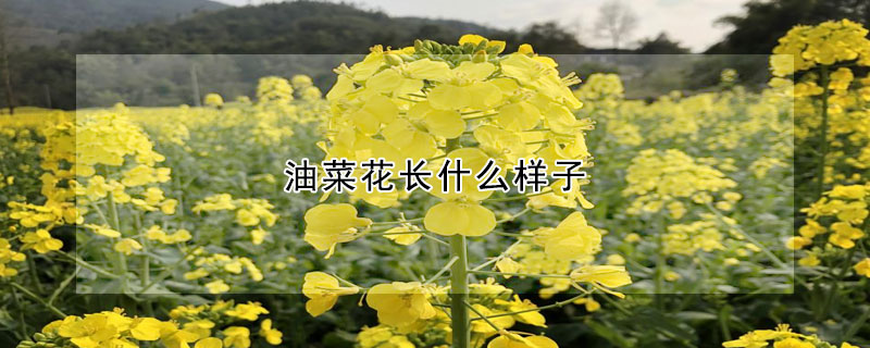 油菜花長什麼樣子