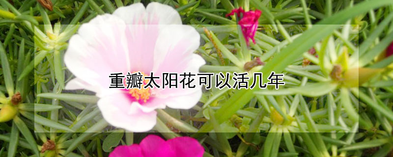 重瓣宮燈長壽花怎麼修剪