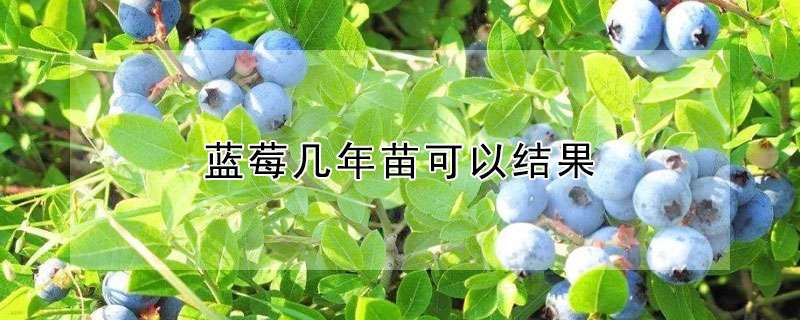 藍莓幾年苗可以結果