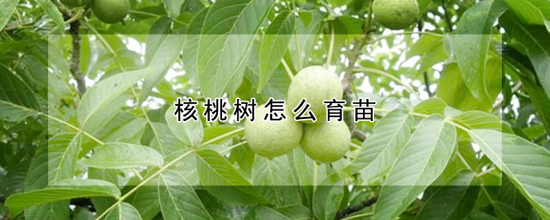 核桃樹怎麼育苗