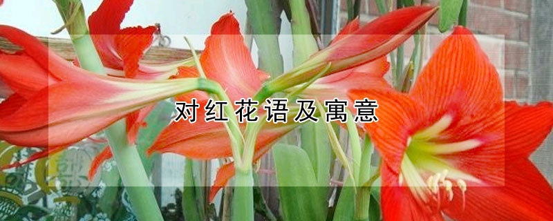 對紅花語及寓意