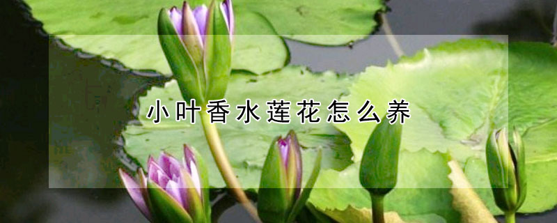 小葉香水蓮花怎麼養