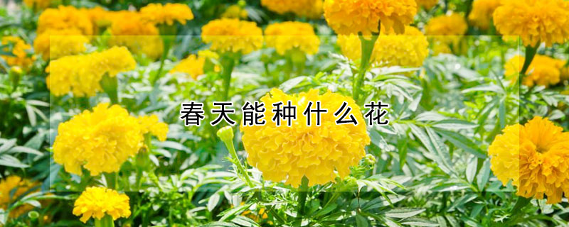 春天能種什麼花