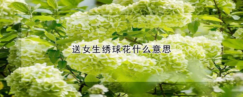 送女生繡球花什麼意思