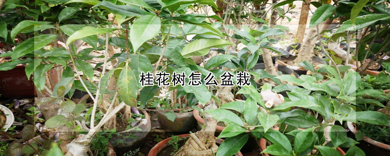 桂花樹怎麼盆栽