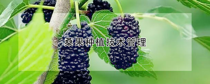 桑果種植技術管理