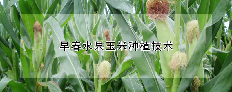 早春水果玉米種植技術