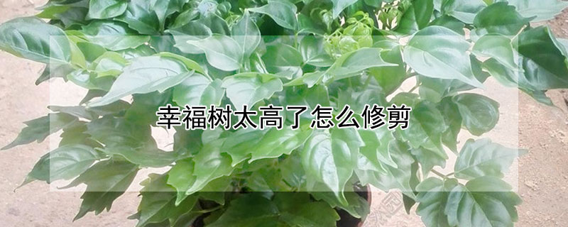 幸福樹太高了怎麼修剪