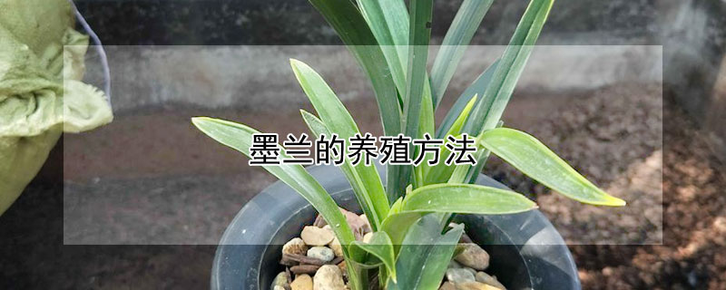 墨蘭的養殖方法