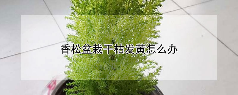 香鬆盆栽幹枯發黃怎麼辦