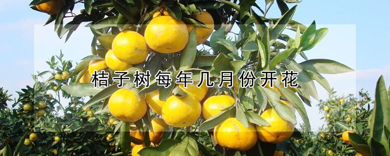 桔子樹每年幾月份開花