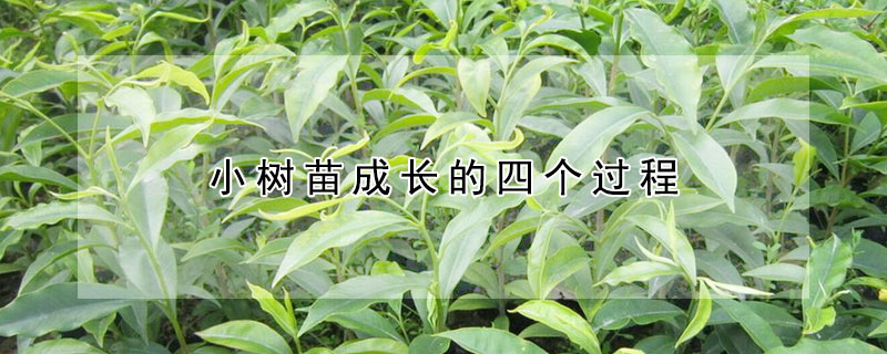 小樹苗成長的四個過程