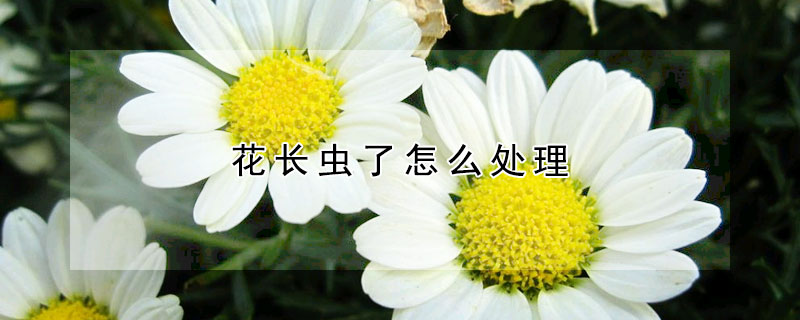 花長蟲了怎麼處理