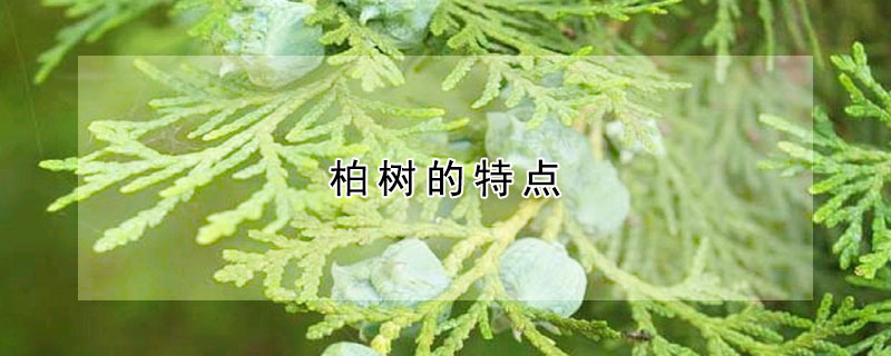 柏樹的特點