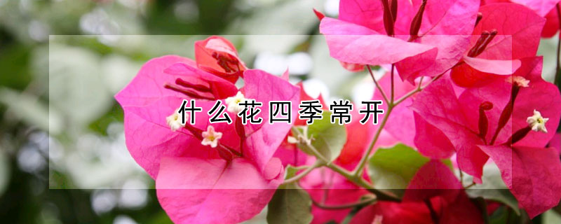 什麼花四季常開