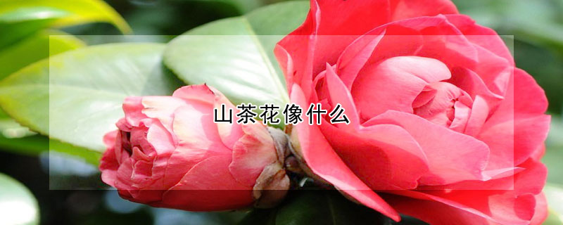 山茶花像什麼