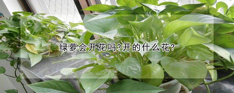 綠蘿會開花嗎?開的什麼花?