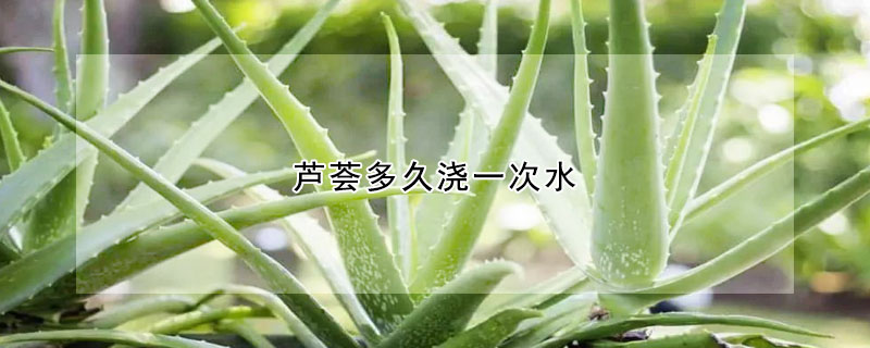 蘆薈多久澆一次水