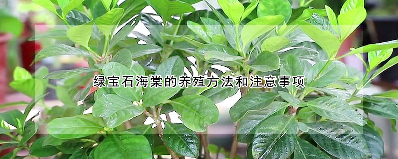 綠寶石海棠的養殖方法和注意事項