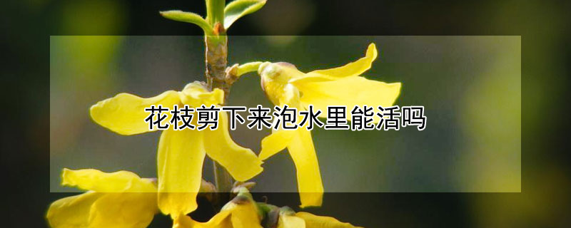 花枝剪下來泡水裏能活嗎