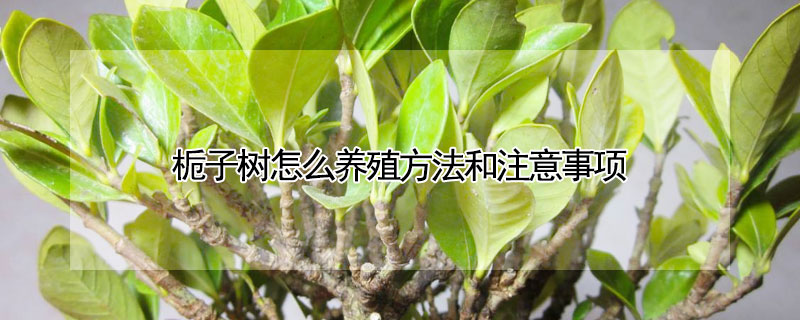 梔子樹怎麼養殖方法和注意事項