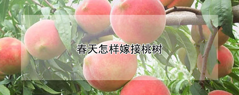 春天怎樣嫁接桃樹